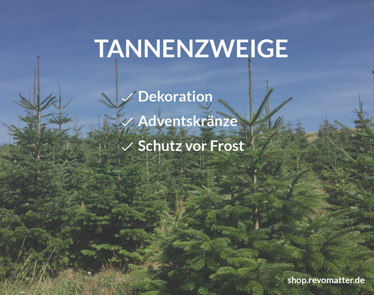 Weihnachten - Frische Tannenzweige von der Nordmanntanne